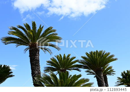 ソテツと青空　南国イメージ 112893445
