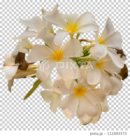 white and yellow frangipani flowers on white 112893573