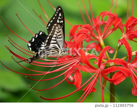 ナミアゲハとヒガンバナ 112893756
