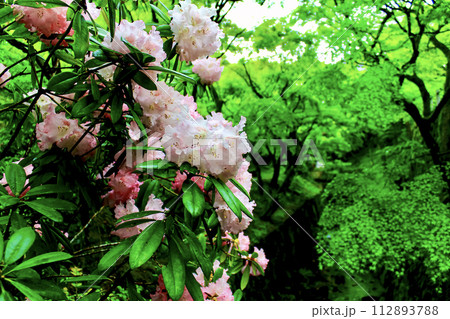 【京都】春の東福寺 洗玉澗の鮮やかな青もみじと石楠花 【京都】春の東福寺 洗玉澗の鮮やかな青もみじと石楠花 112893788