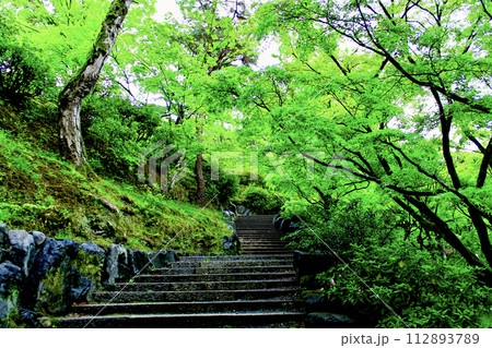 【京都】春の東福寺 洗玉澗の鮮やかな青もみじ 【京都】春の東福寺 洗玉澗の鮮やかな青もみじ 112893789