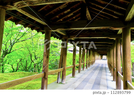 【京都】春の東福寺 通天橋と鮮やかな青もみじ 【京都】春の東福寺 通天橋と鮮やかな青もみじ 112893799