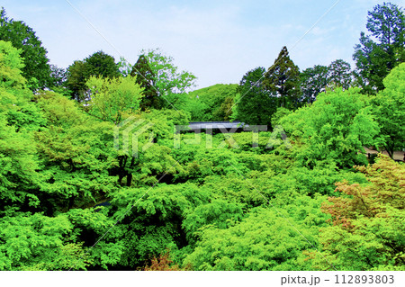 【京都】春の東福寺 通天橋から望む鮮やかな青もみじと臥雲橋 【京都】春の東福寺 通天橋から望む鮮やかな青もみじと臥雲橋 112893803
