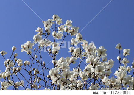 春の庭に咲く白いモクレンの花 春の庭に咲く白いモクレンの花 112893819