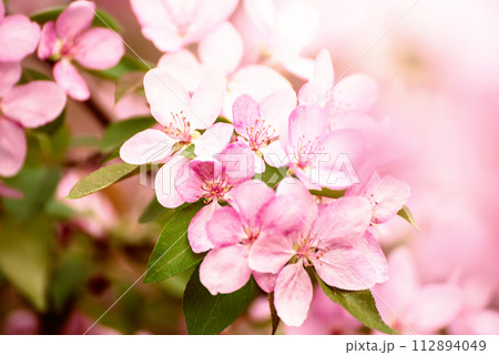 Apple tree flower 112894049