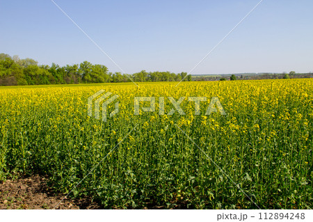 Field of yellow flowering rapeseed 112894248