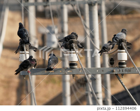 電線にとまっている鳩 112894406
