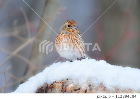 バードウォッチングで冬に雪の山で見られる赤いかわいい小鳥オオマシコ バードウォッチングで冬に雪の山で見られる赤いかわいい小鳥オオマシコ 112894584