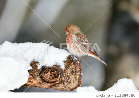 バードウォッチングで冬に雪の山で見られる赤いかわいい小鳥オオマシコ バードウォッチングで冬に雪の山で見られる赤いかわいい小鳥オオマシコ 112894586