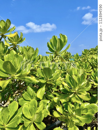 青い空と緑の植物 青い空と緑の植物 112894590