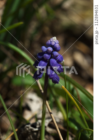 ルリムスカリ ルリムスカリ 112894631