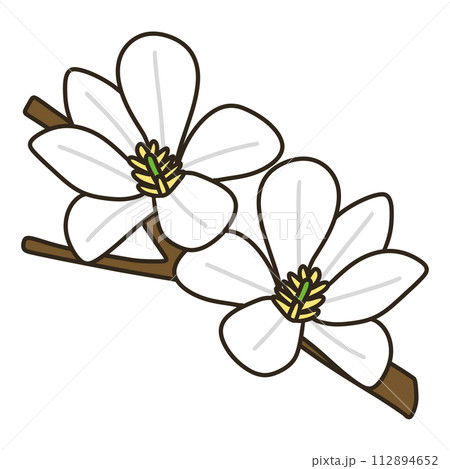 コブシ コブシ 112894652