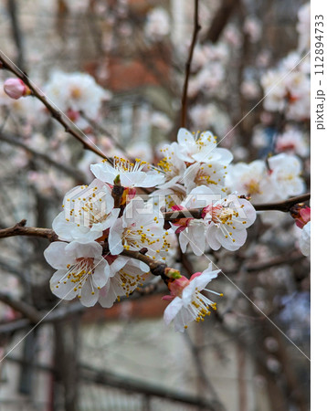 A closeup shot of a cherry blossom branch with white petals, showcasing the beauty of a flowering plant in a natural landscape 112894733