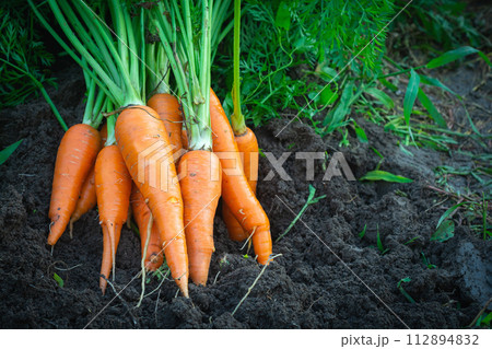 Carrot in woman hand in the garden . Carrot in woman hand in the garden . 112894832