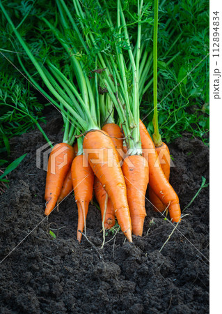 Carrot in woman hand in the garden 112894834
