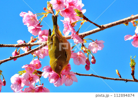 メジロと河津桜 112894874