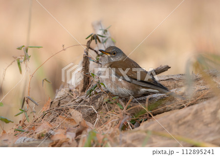 バードウォッチングで冬に身近な公園で出会える薄い茶色と灰色をしたツグミの仲間、シロハラ バードウォッチングで冬に身近な公園で出会える薄い茶色と灰色をしたツグミの仲間、シロハラ 112895241