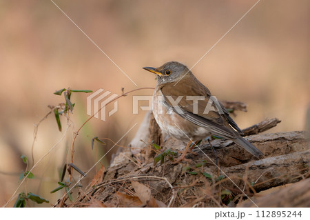 バードウォッチングで冬に身近な公園で出会える薄い茶色と灰色をしたツグミの仲間、シロハラ 112895244