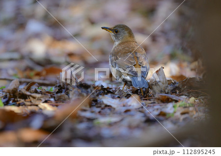 バードウォッチングで冬に身近な公園で出会える薄い茶色と灰色をしたツグミの仲間、シロハラ 112895245