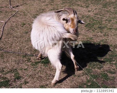 ヤギのいる風景 ヤギのいる風景 112895341