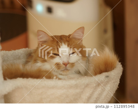 眠そうな猫 112895348