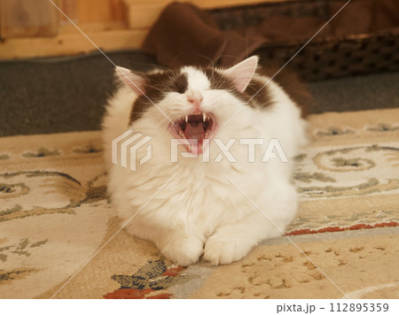 あくびをする猫 あくびをする猫 112895359