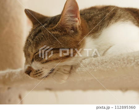 眠そうな猫 112895360
