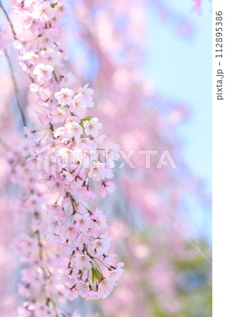 桜（中島公演）_5344 112895386