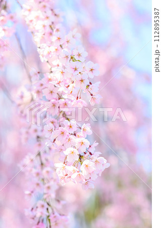 桜（中島公演）_5360 112895387