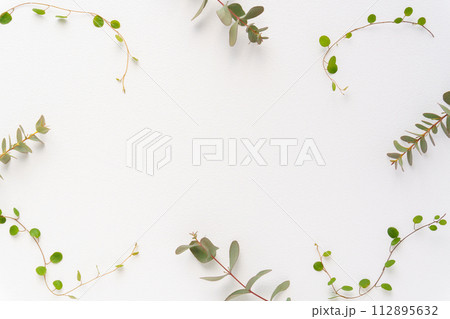 ユーカリとワイヤープランツのグリーン背景 112895632