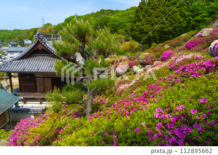 報恩大師備前四十八ヶ寺 ツツジが満開の朝日寺1 岡山県瀬戸内市 報恩大師備前四十八ヶ寺 ツツジが満開の朝日寺1 岡山県瀬戸内市 112895662
