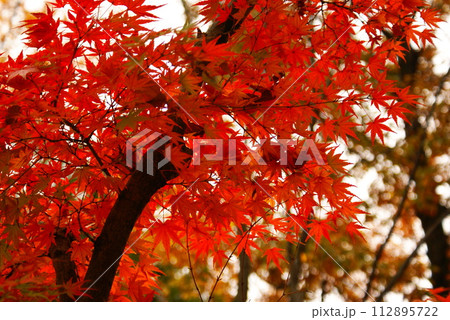 カラー 紅葉 植物 秋 公園 (2024年3月登録) カラー 紅葉 植物 秋 公園 (2024年3月登録) 112895722