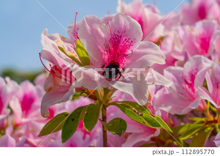 朝日寺の満開のツツジと蜜を吸うカナブン2　岡山県瀬戸内市 112895770