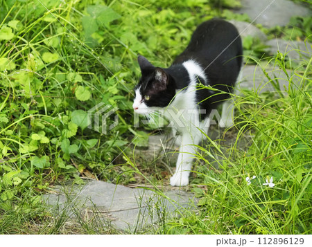 お散歩する猫 112896129