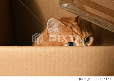 Red cat looks out of a cardboard box 112896171
