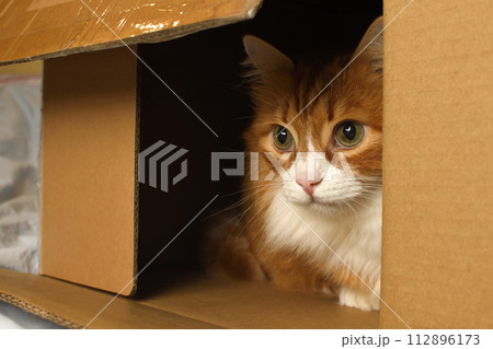 Red cat watching from a cardboard box 112896173
