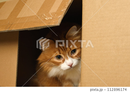 Cat in a cardboard box 112896174