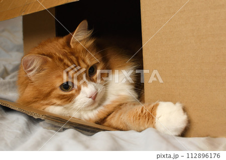 Red cat lies in a cardboard box 112896176
