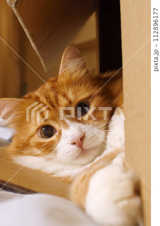Red cat lies in a cardboard box 112896177