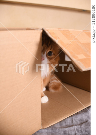 Red cat looks out of a cardboard box 112896180