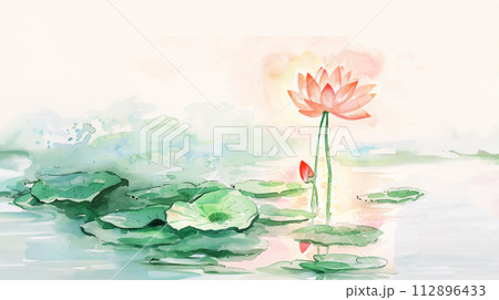 White pink waterlily or lotus flower in pond. 112896433