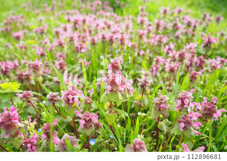 Lamium purpureum, red purple dead-nettle, purple archangel is annual herbaceous flowering plant. Zygomorphic flowers with a top hood-like petal, two lower lip petal lobes and minute fang-like lobes. Lamium purpureum, red purple dead-nettle, purple archangel is annual herbaceous flowering plant. Zygomorphic flowers with a top hood-like petal, two lower lip petal lobes and minute fang-like lobes. 112896681