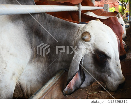 White and brown cows are eating in the livestock pen White and brown cows are eating in the livestock pen 112896812