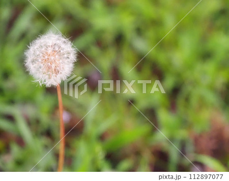 野に咲くタンポポの花 野に咲くタンポポの花 112897077