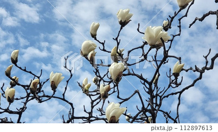 spring seoul magnolia 112897613