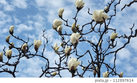spring seoul magnolia 112897614