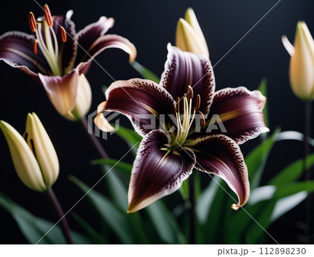 Lily Lilium is a genus of plants in the Liliaceae. Perennial herbs equipped with bulbs. Black graceful flower petals. Pistils and stamens. Generated by AI. Expressing condolences, grief and regret 112898230