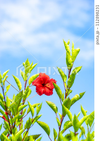 青空に映えるハイビスカス 112898231