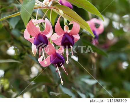 フクシアの花 112898309