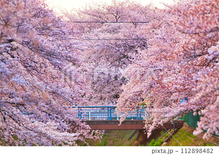 桜のトンネル 112898482